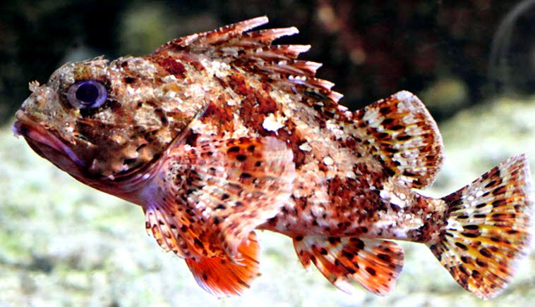 Scorpaena notata_04.jpg